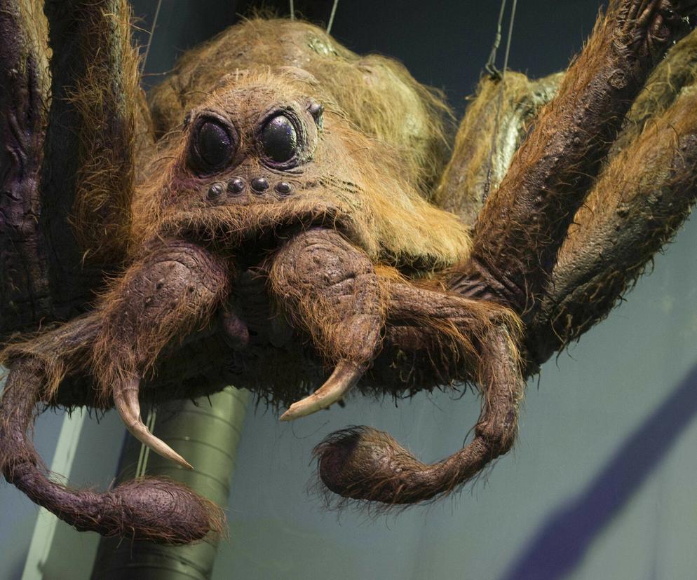 Aragog w polskim muzeum! Zobacz na żywo rekwizyt z filmu Harry Potter i Komnata Tajemnic!