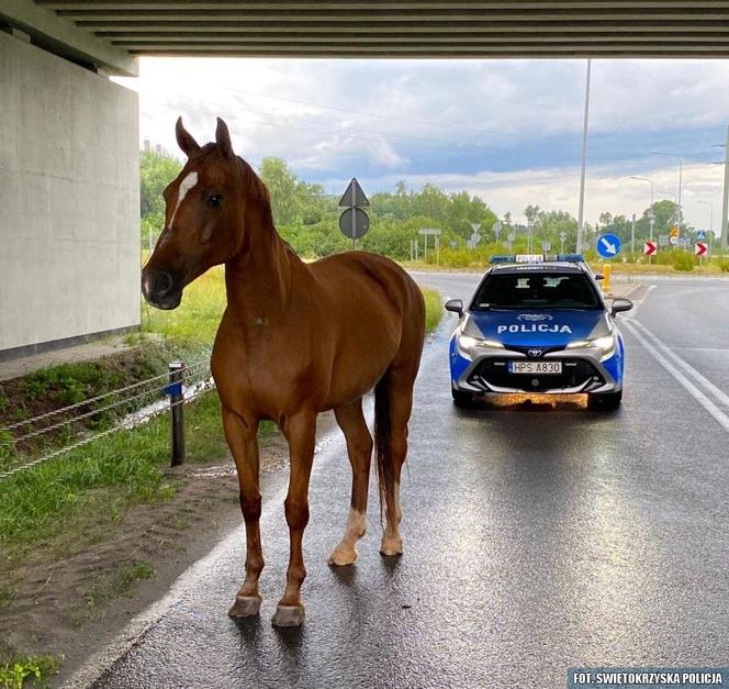 Policjanci zaopiekowali się koniem