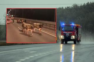 Krowy na moście Południowym w Warszawie. Zwierzęta wypadły z ciężarówki 