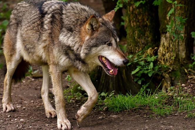 Wybierając się na spacer do Lubuskiego lasu można spotkać na swojej drodze wilka