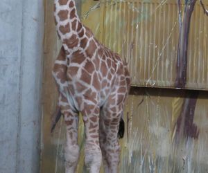 Żyrafka w zamojskim zoo
