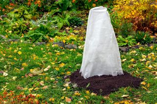 Jak skutecznie zabezpieczyć rośliny przed zimą?