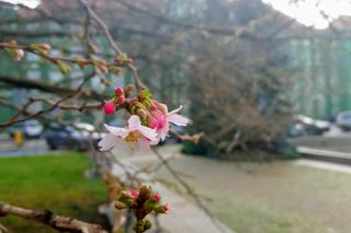 W grudniu na Jasnych Błoniach zakwitła wiśnia japońska
