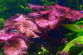 Lotos tygrysi (grzybienie egipskie) w akwarium - jak utrzymać roślinę w dobrej kondycji?