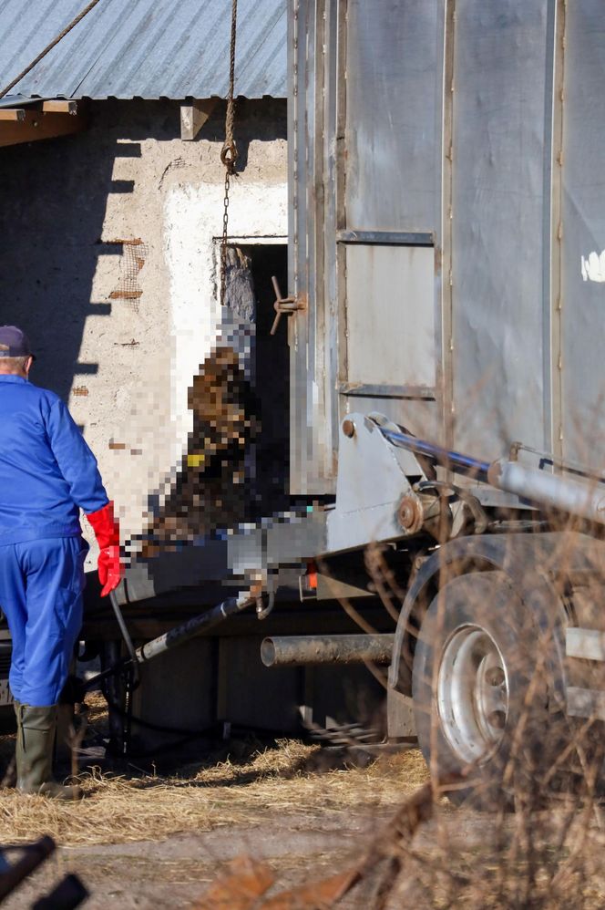 Potworny los zwierząt w Idzbarku. "To była umieralnia". Gospodarz usłyszał zarzuty!