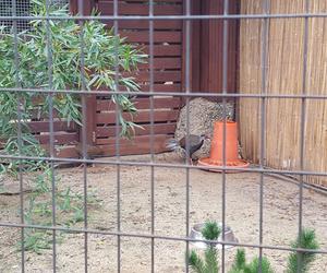 W Mini Zoo w Lesznie zamieszkały nowe ptaki. Wśród nich jeden z najpiękniejszych bażantów