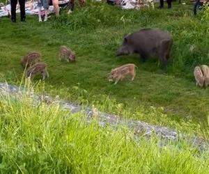 Zobaczcie tylko, co oni robią! Nagranie znad Wisły niesie się po sieci. Chwile grozy podczas rodzinnego pikniku