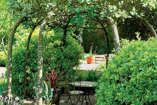 Jak wykorzystać w ogrodzie rośliny formowane: żywopłoty, parawany, zielone altany