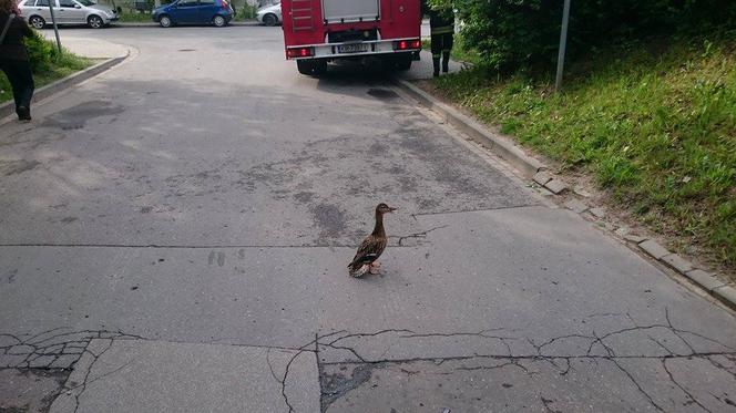 Strażacy uratowali maleńkie kaczki uwięzione w studzience kanalizacyjnej [GALERIA ZDJĘĆ]