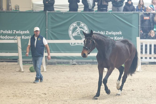 Czempionat Koni Ras Szlachetnych i Pokaz Ogierów Hodowlanych w Radzionkowie