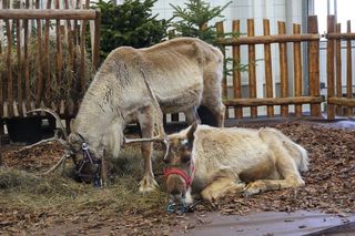 ZOOPARK w Lublinie. „Postawiliśmy na polski las. Chcemy promować nasze zwierzątka”