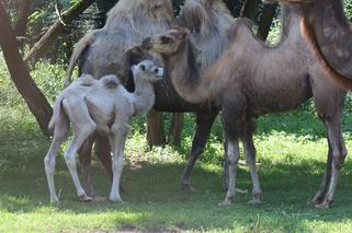 W warszawskim zoo urodził się wielbłąd BLONDYN! Ma zaskakująco jasny kolor wełny [ZDJĘCIA]