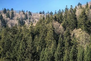 Czy to już koniec zimy w Bieszczadach? 