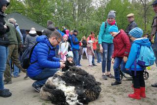 Owce z myślęcińskiego zoo pozbyły się nadmiaru wełny. Zobaczcie, jak wyglądało ich strzyżenie! [ZDJĘCIA]