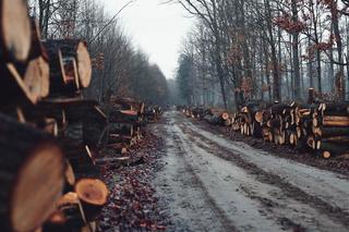 Wycinka drzew na Krywlanach. Polska 2050 wystapiła do urzędu miejskiego o raport