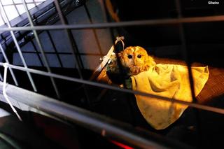 Gliwicka policja zatrzymała... sowę