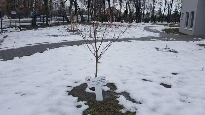 Drzewa dla sosnowieckiego hospicjum