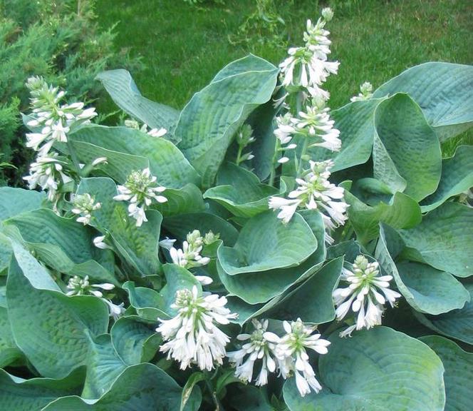 Funkia Siebolda - Hosta sieboldiana