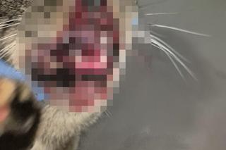 Podczas libacji wyrzucił kota z piątego piętra. Wolontariusze z Ekostraży apelują o pomoc 