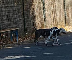 Agresywne psy atakują w dzielnicy Kamień