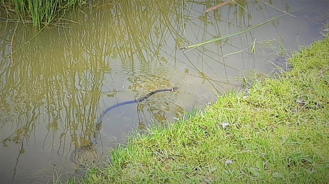 Węże pełzają po Parku Piaskówka w Tarnowie 