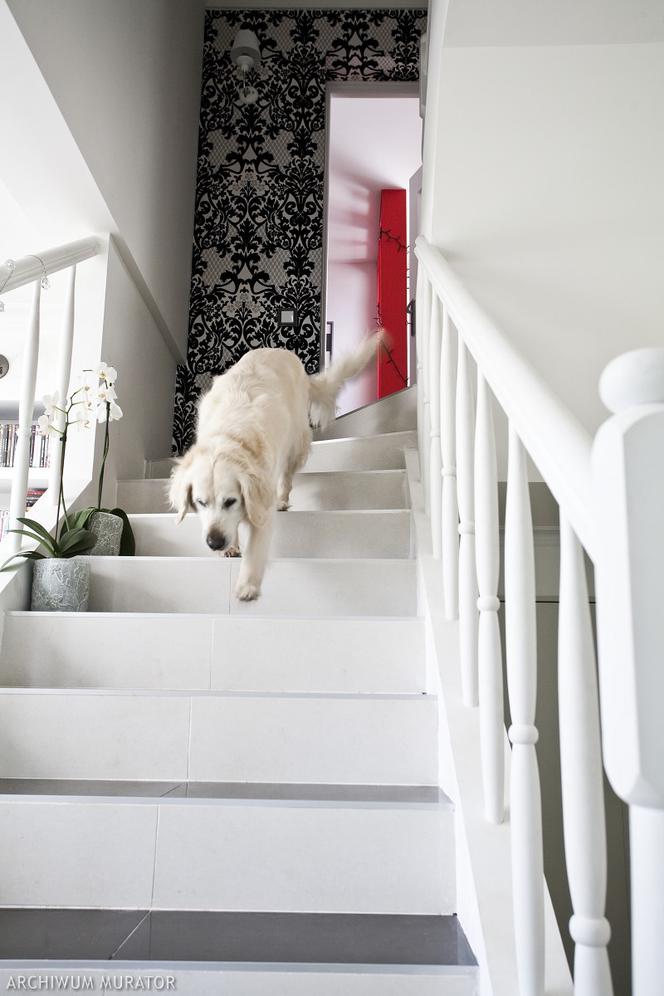 Pies w domu i schody