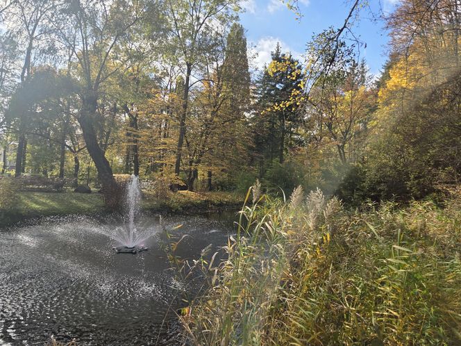 Jesień w Ogrodzie Botanicznym UKW. To ostatnia szansa na spacer wśród złotych liści!