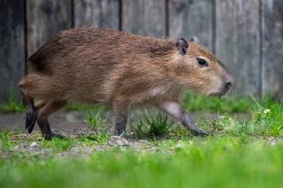 Nowi lokatorzy w łódzkim ZOO! To wielki powrót tych uwielbianych zwierząt