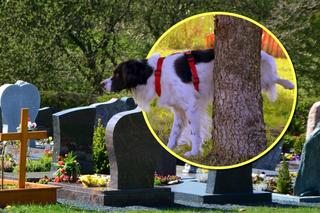 Psy biegają luzem i sikają na groby! Plaga na największym cmentarzu w Polsce 