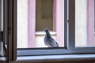 Spryskaj tym domowym środkiem balkon. Gołębie nie odważą się podlecieć ani na centymetr