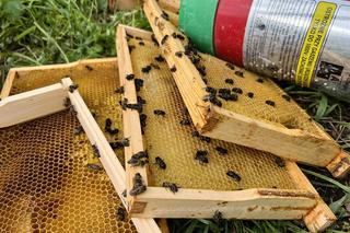 Zniszczył pasiekę w pałacowym ogrodzie. Trzy rodziny pszczół zginęły