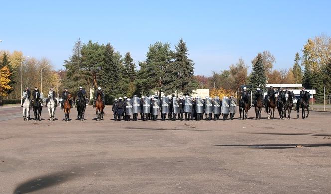 Atestacja koni służących w łódzkiej policji i straży miejskiej