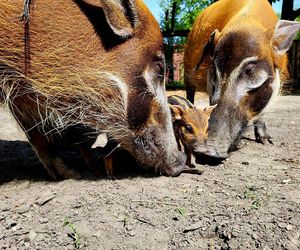 W śląskim ZOO na świat przyszły trzy świnie rzeczne