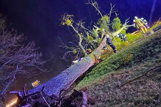 Bus wjechał w powalone drzewo w Lubuskiem