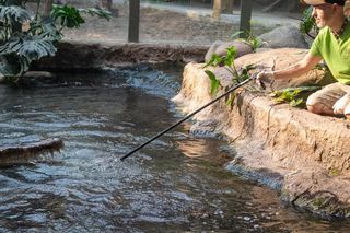 Orientarium Zoo Łódź. Pierwsze karmienie Krakena w historii ogrodu. To największy krokodyl w Europie [ZDJĘCIA].
