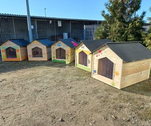 ​Śmieciarki ze zdjęciami psów wyjechały na ulice Leszna. Ruszyła akcja „Czysta Miłość”