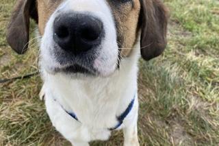 Sonia. Czeka na dom w Schronisku dla bezdomnych zwierząt w Zamościu