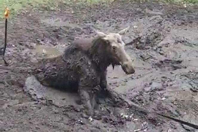 Młody łoś miał niewielkie szanse na przeżycie. Pomoc nadeszła w porę