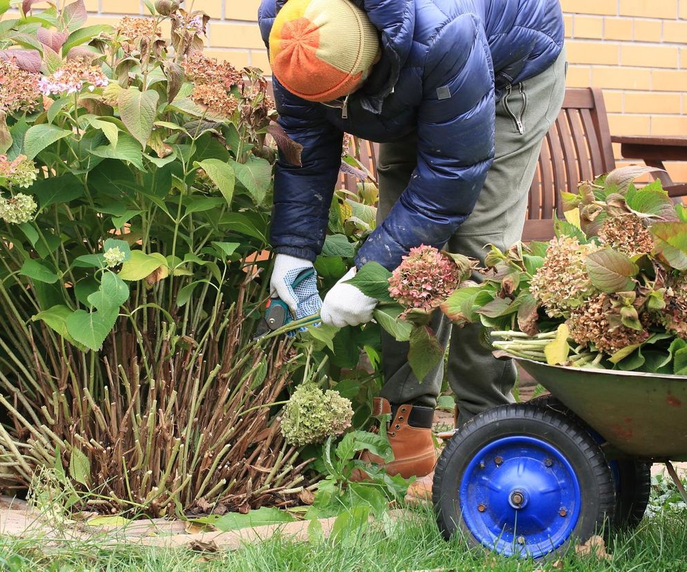 Bardzo ważny termin w pielęgnacji hortensji po nowym roku. Jeżeli chcesz, aby Twoja hortensja zakwitła na wiosnę nie przegap tego terminu 