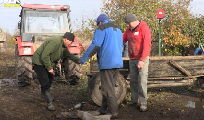 Rolnicy. Podlasie. Gienek próbuje wyciągnąć rzepkę z ziemi. Siłuje się jak w wierszu Tuwima