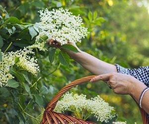 Herbata z czarnego bzu. Na co pomaga? Przepis na napar z czarnego bzu