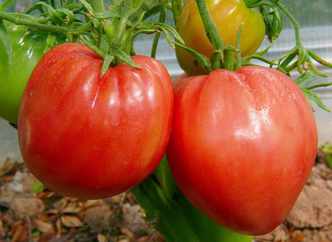 Pomidor Bawole Serce