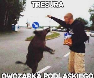 Najlepsze memy o Podlasiu. Zobacz najciekawsze memy o województwie podlaskim. Ubaw do łez!