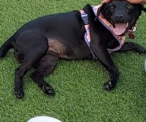 Polka oskarża PETA o kradzież psa