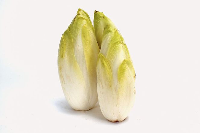 cykoria