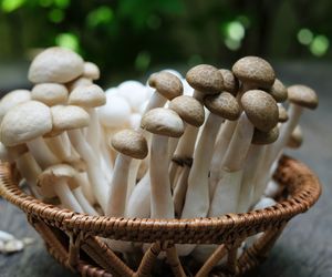 Tajemnicze grzyby shimeji: jak smakują i jak przyrządzić azjatycki przysmak?