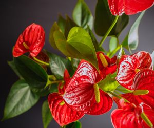 Anturium: wymagające i niebezpieczne