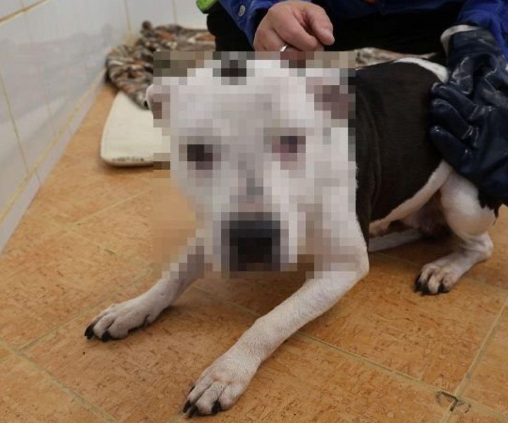 Koszmar w Legnicy! Skatował psa, bo ten załatwił się w domu 