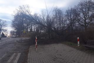 Przeworsk: O krok od TRAGEDII! Drzewo spadło na drogę w centrum miasta [ZDJĘCIA]