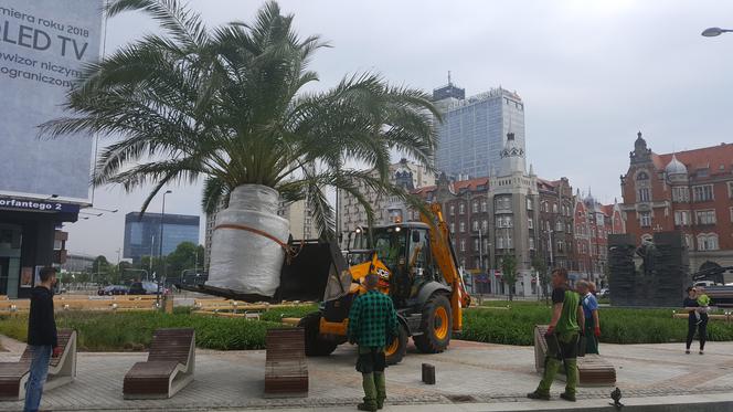 Palmy wróciły na rynek w Katowicach